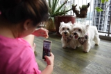 Pet influencers are hotter than ever. But how do dogs do taxes?